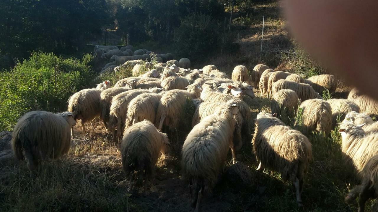 Fumu Ludurru Farm Stay Padru Luaran gambar